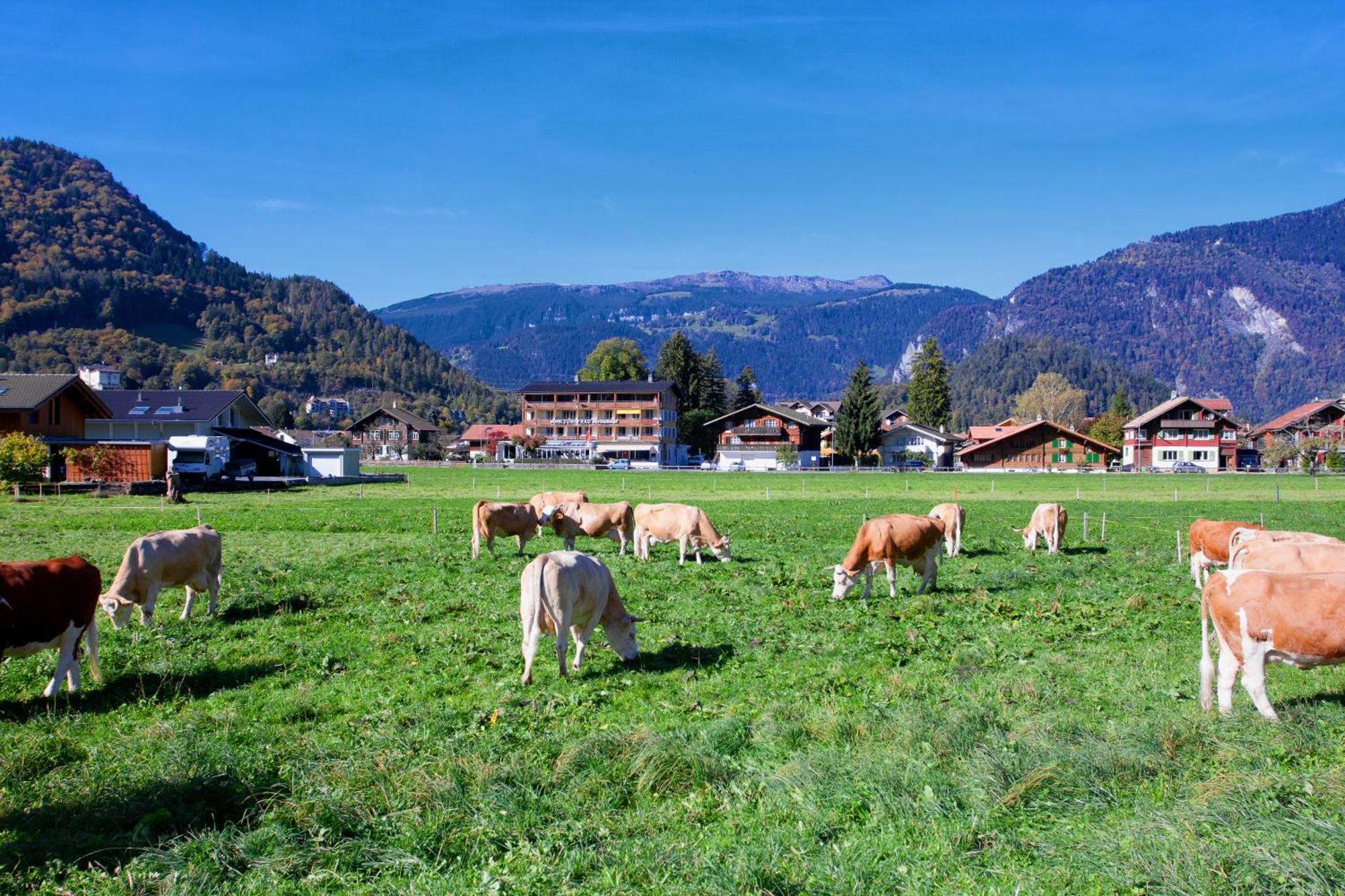 Jungfrau Hotel Wilderswil Kültér fotó